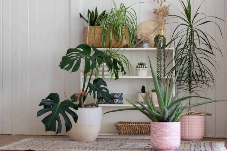 15 Lucky Feng Shui Plants You Should Have In Every Room Of The House