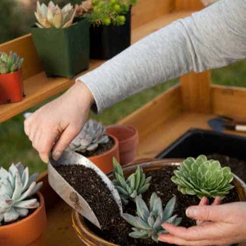 Adding Accessories for Style and Comfort for succulent garden