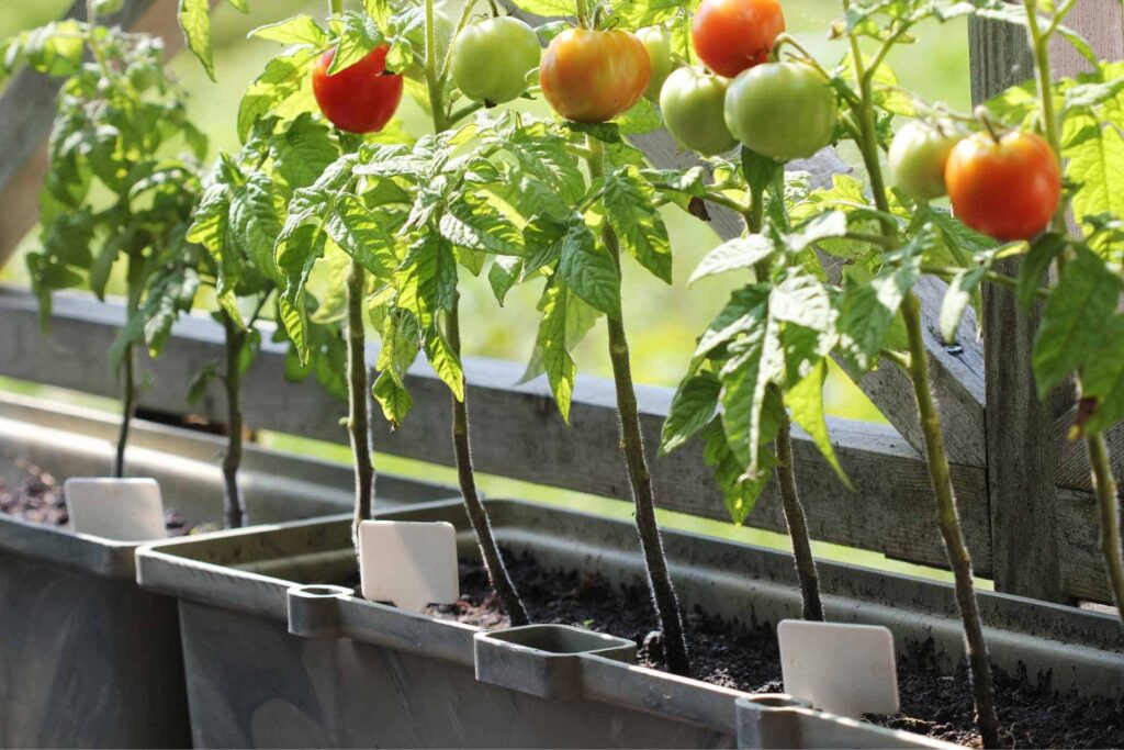Best containers for growing vegetables