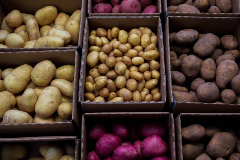 Choosing the Right Potato Variety