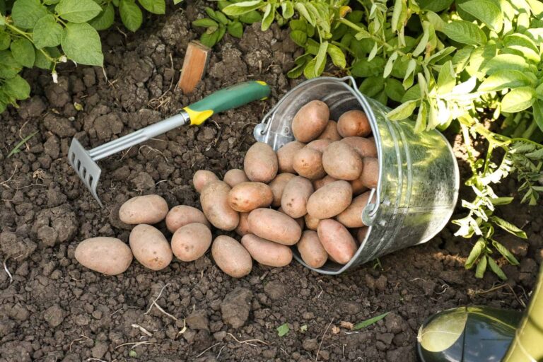 How to Grow Potatoes in a Bucket - Required Materials