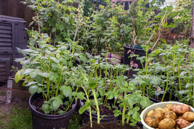 How to grow potatoes in a bucket: Easy Home Gardening Method