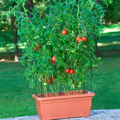 Plastic Containers for plants