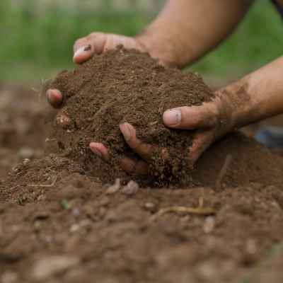 Soil Preparation for Potatoes