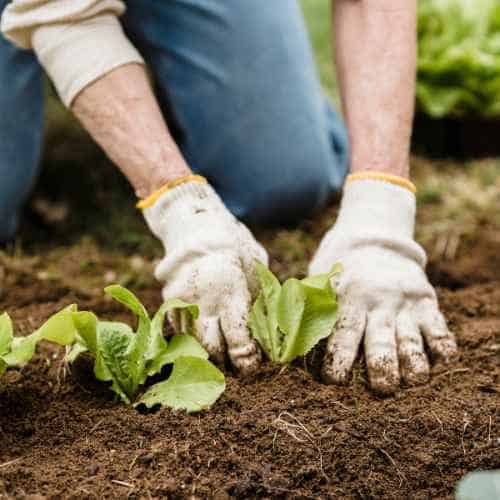 Soil Preparation for Vegetable