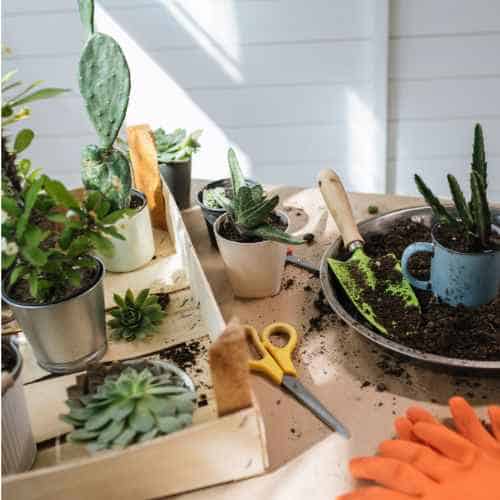 Style and Comfort for succulent garden