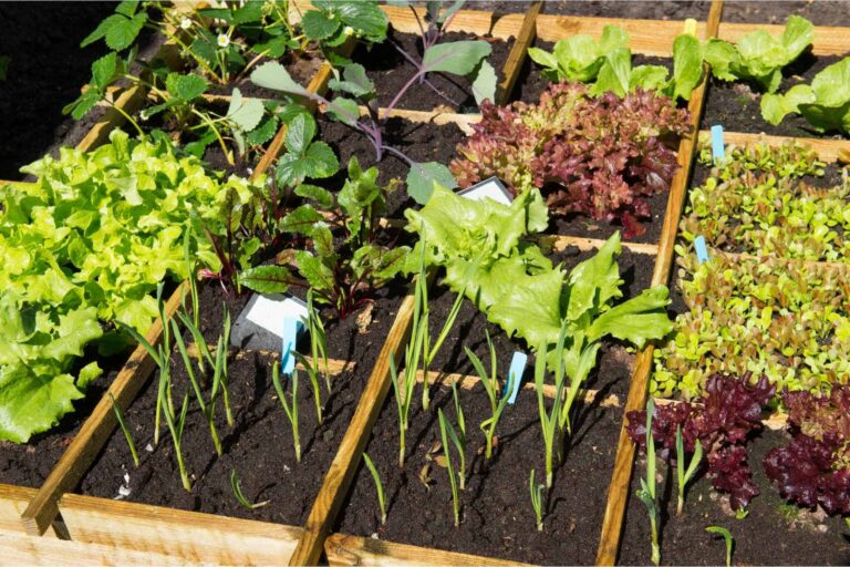 The A to Z of Sustainable Container Gardening for Greener Living