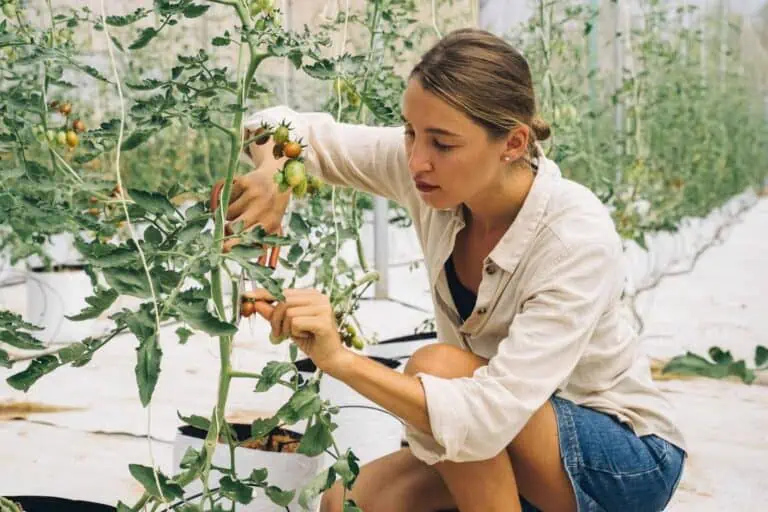 Advanced Tomato Growing Techniques
