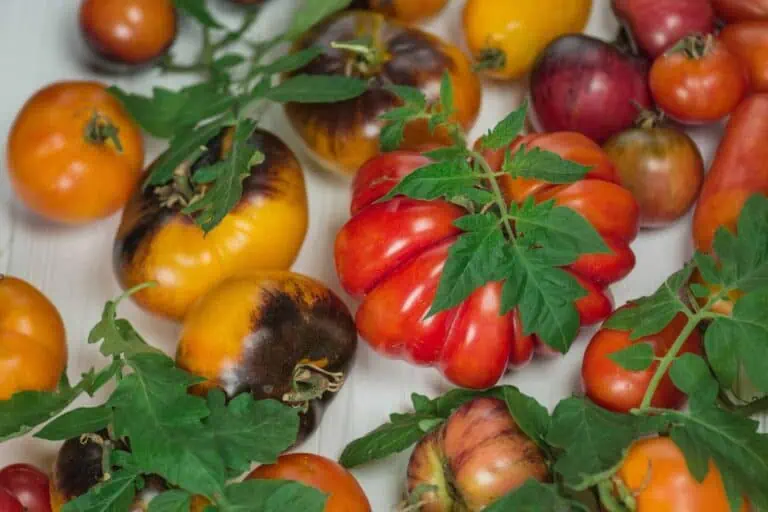 Basic Tomato Growing Tips