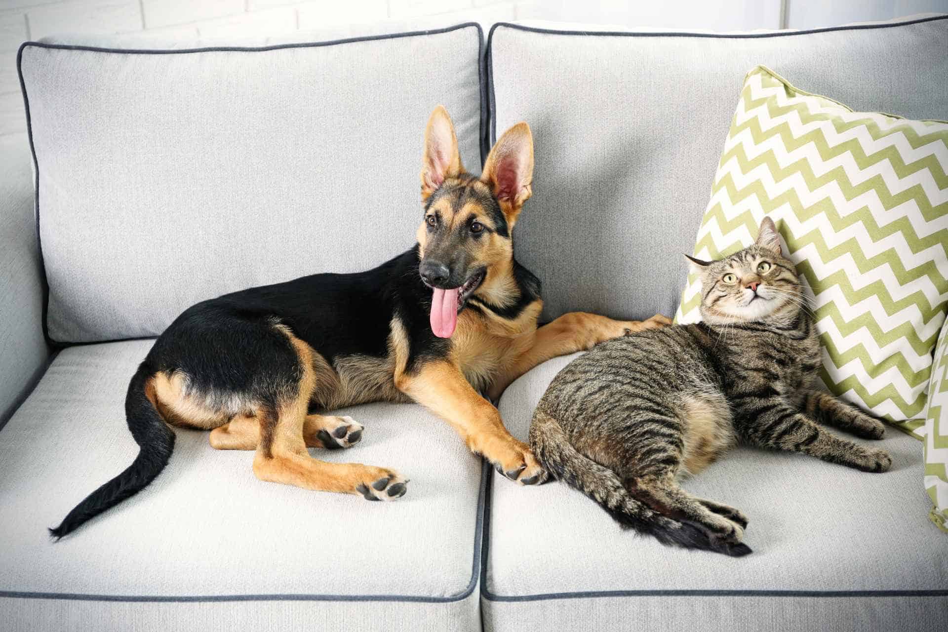 Best Couch for Dog Owners Balancing Comfort and Durability