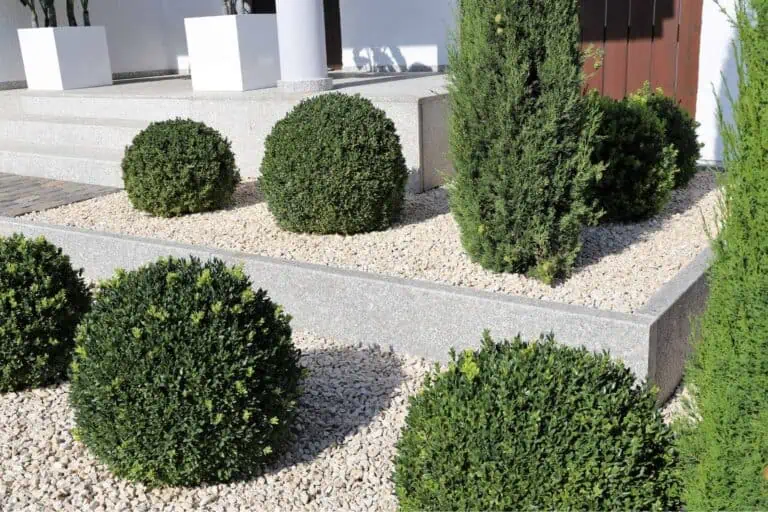 Maintenance Tips for Your Boxwood Landscape