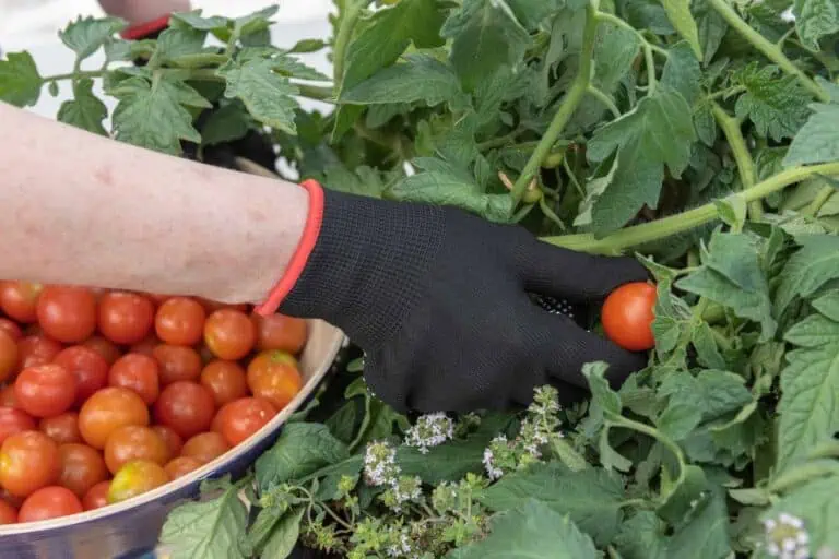 Tomato Harvesting Tips