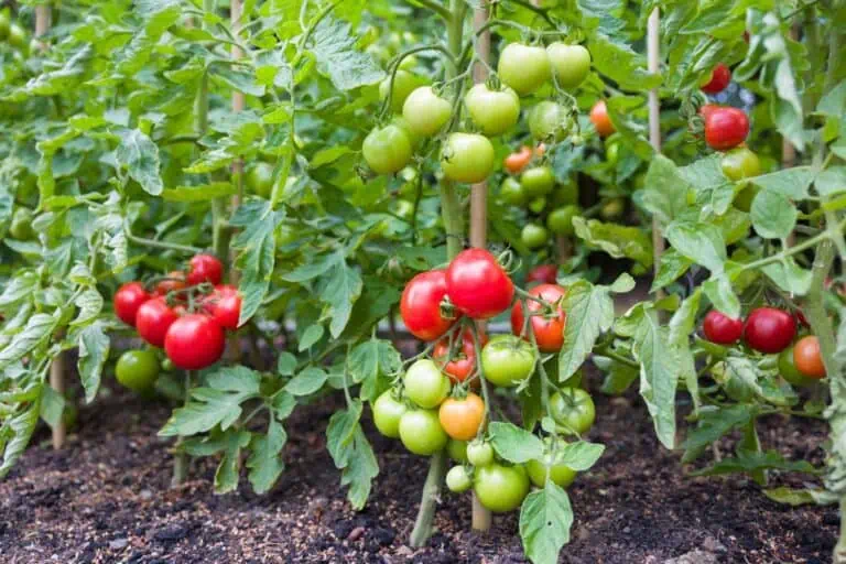 Tomato Growing Tips: Techniques for Healthier Plants and Bigger Harvests