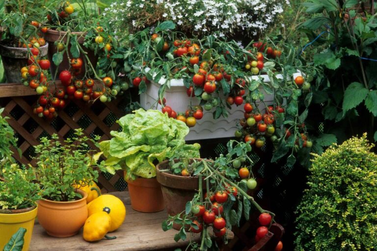 10 Easy Fruits and Vegetables to Grow in Pots for Beginners