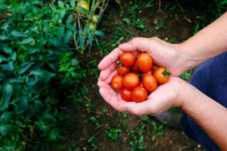 How to grow cherry tomatoes 