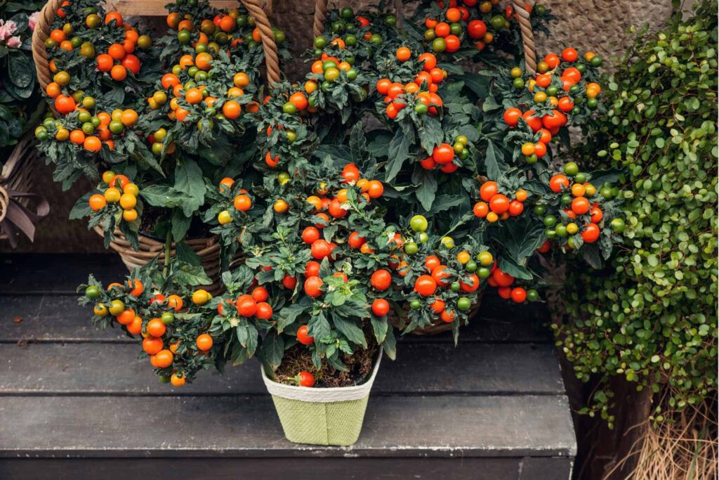 How to grow cherry tomatoes from seeds in pots