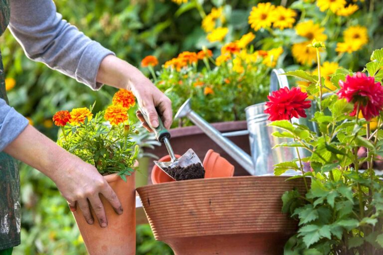 Maintenance Tips for Your Front Porch Flowers