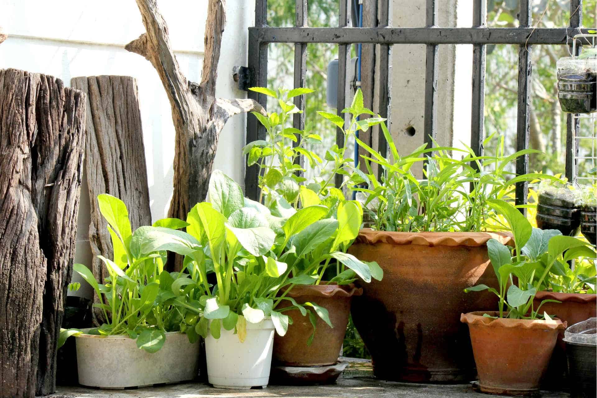 Why Choose Easy Fruits and Vegetables to Grow in Pots