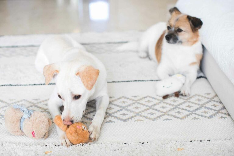 Choosing the 9 Best Carpet for Pets and High Traffic Areas
