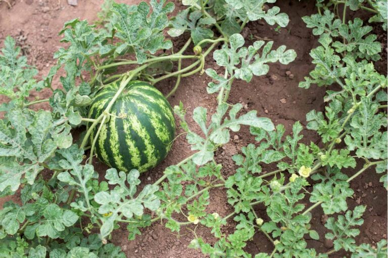 Garden Wonders: How to Grow Watermelon in a Small Space for Beginners