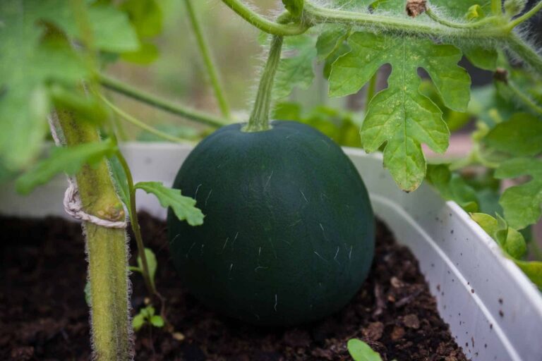 How to Grow Watermelon in a Small Space for Beginners - Step-by-Step Guide